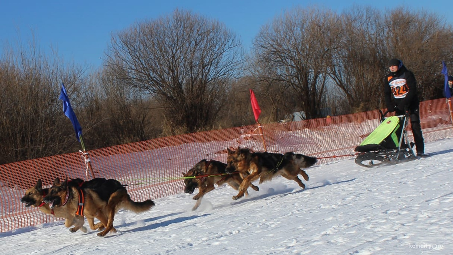 Комсомольчане и их собаки успешно выступили на соревнованиях по ездовому спорту в Князе-Волконке 