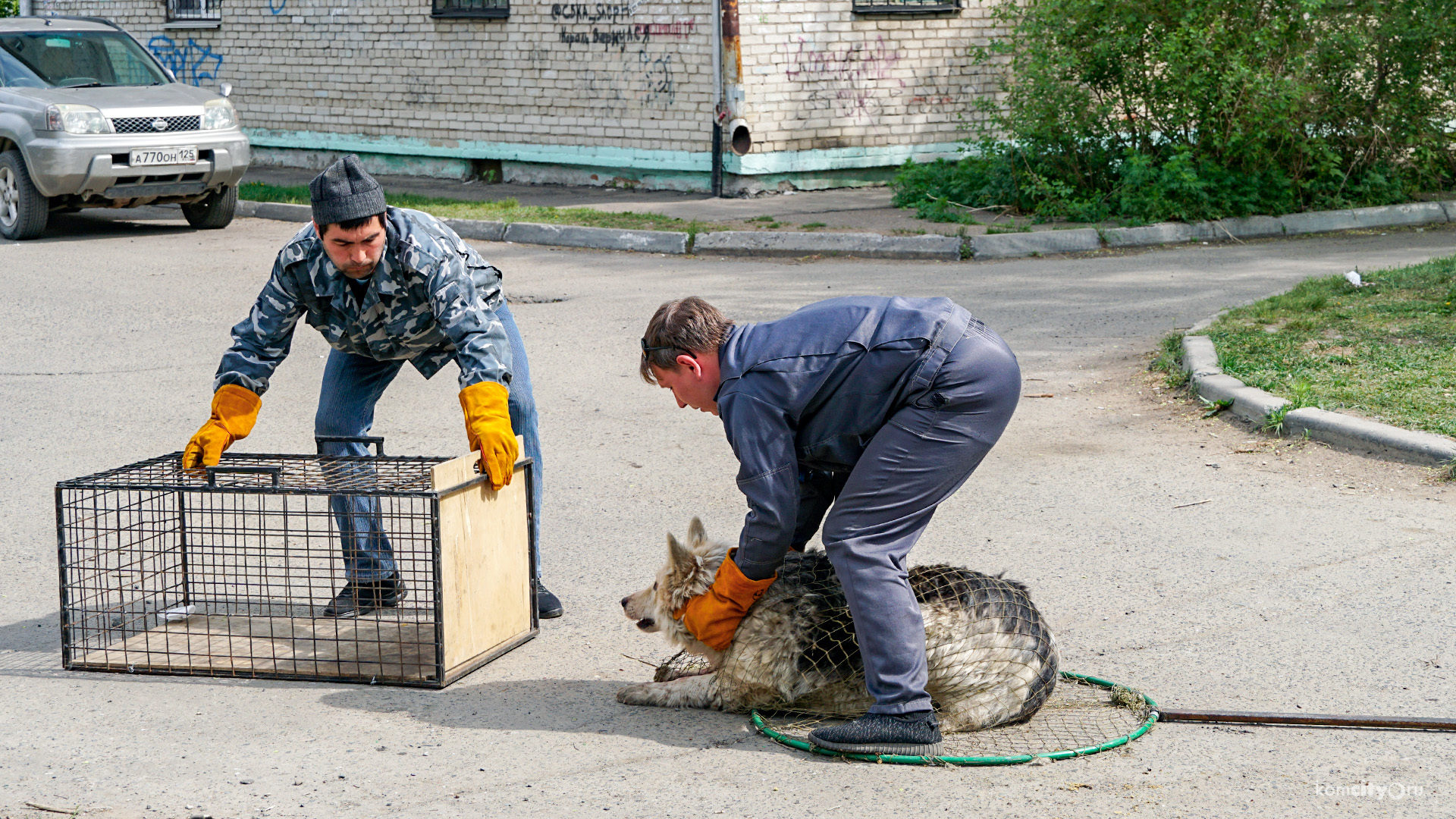 Около 150-ти собак отловили и стерилизовали в Комсомольске-на-Амуре с начала весны