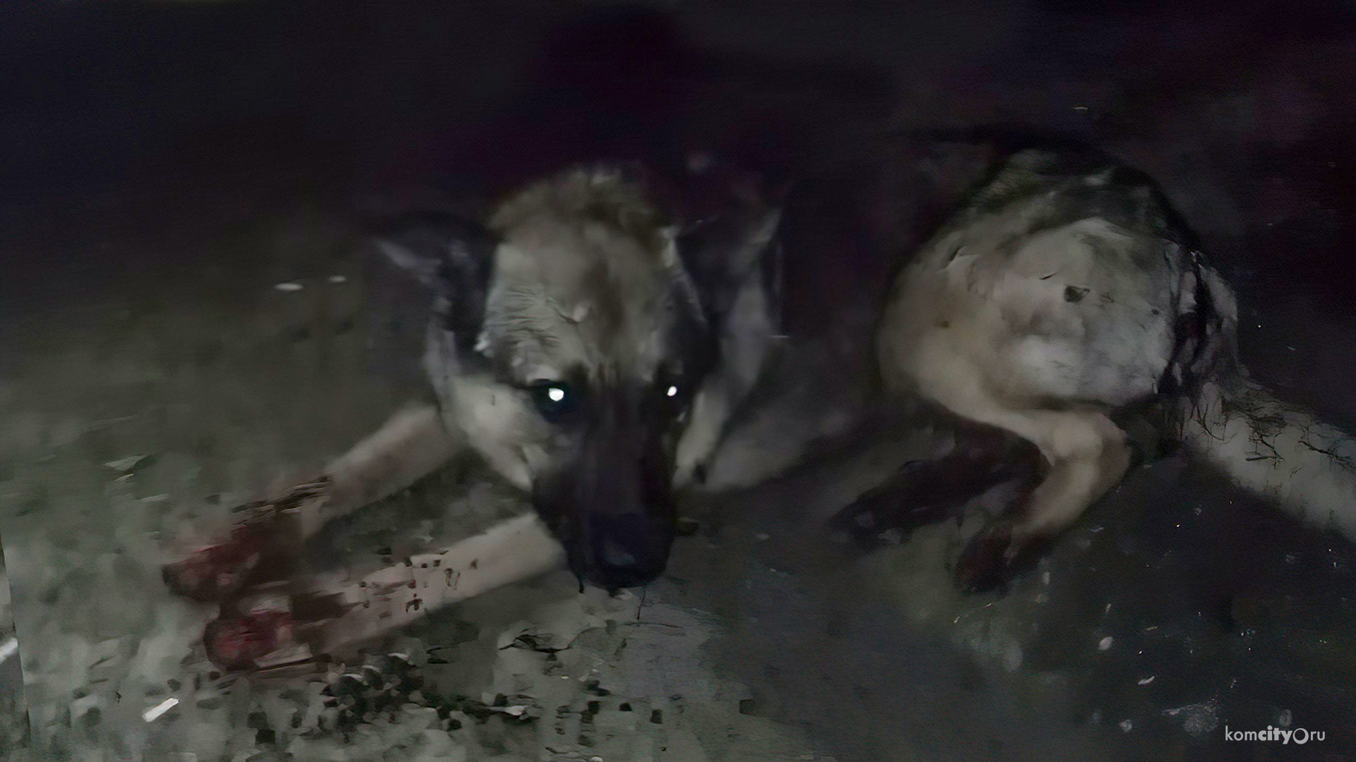 В Комсомольске-на-Амуре неизвестные стреляли по собакам 