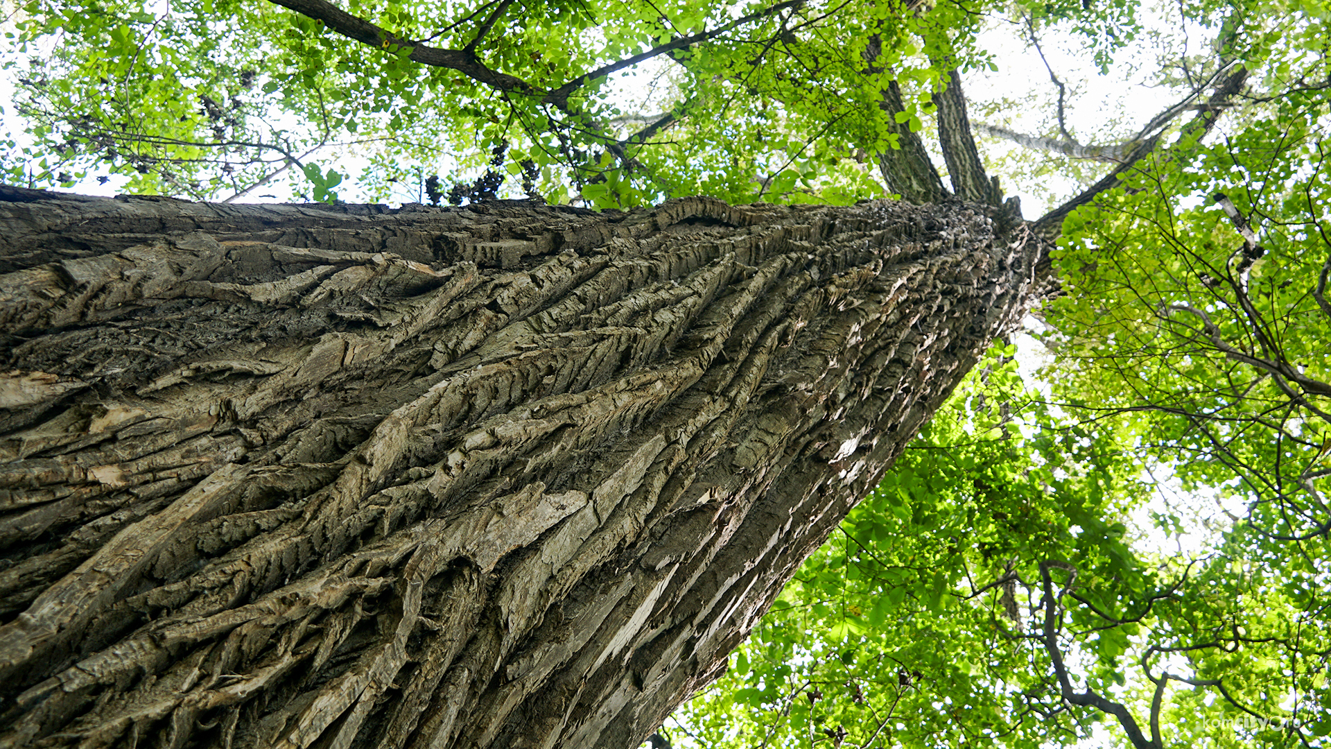 Полуторавековой ясень, растущий под Комсомольском-на-Амуре, включили в национальный реестр деревьев-долгожителей