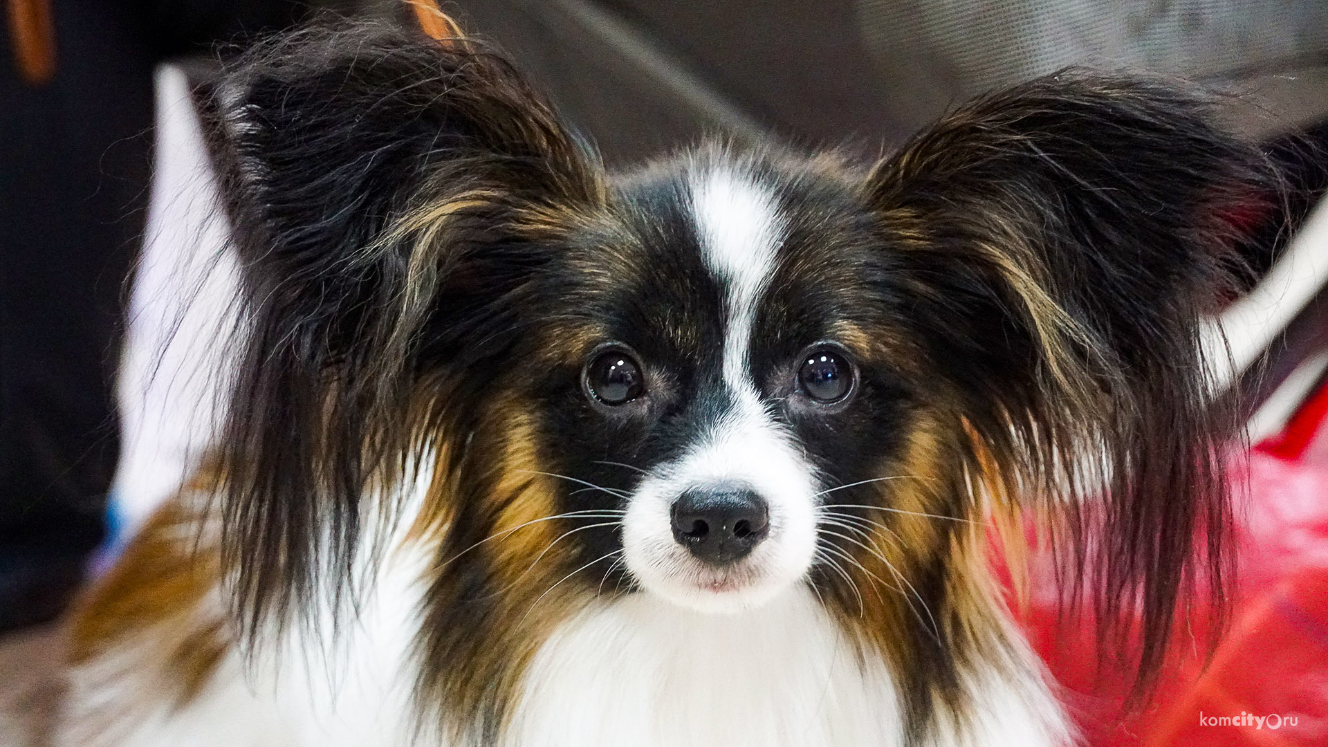Ротвейлер, самоед и овчарка стали лучшими собаками на праздничных выставках собак в Комсомольске-на-Амуре